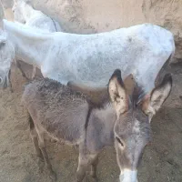 شیر خر یا الاغ