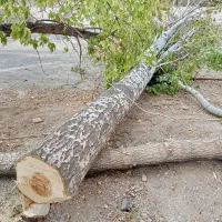 خرید و بریدن چوب