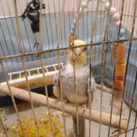 فروش عروس هلندی