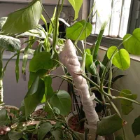 گل اپارتمانی|گل و گیاه طبیعی|پاکدشت, پاکدشت (مامازند)|دیوار