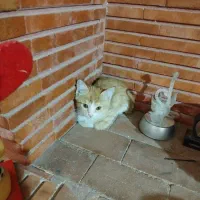 بچه گربه رایگان
