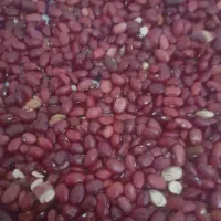 لوبیا تازه امسال