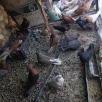 ارشیگل|پرنده|یزد, |دیوار