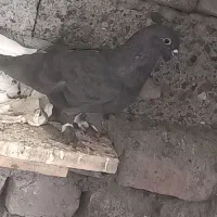 نرماده با جوجه