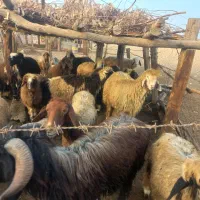 بره چاق مست روغنی،مخصوص کشتار