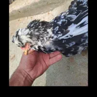 مرغ خروس|حیوانات مزرعه|کردکوی, |دیوار