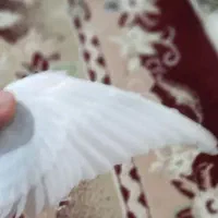 مرغ عشق|پرنده|شیراز, شریف‌آباد|دیوار