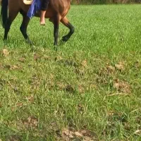 اسب نریان۲نیم ساله.  معاوضه با مادیان.