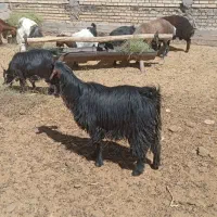 بز کهره دار  میش بره قوچ پازن|حیوانات مزرعه|شیراز, زند|دیوار