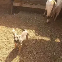 توله خراسانی|سگ|بردسکن, |دیوار