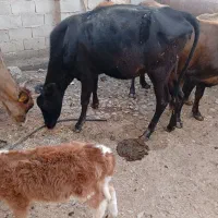 گاو گوساله بومی|حیوانات مزرعه|کرمانشاه, |دیوار
