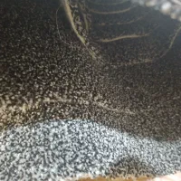 پالاز موکت