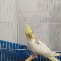 جوجه عروس هلندی لوتینو