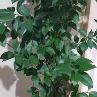 گل وگلدان