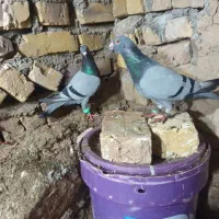 کفتر سبز خطدار آلمانی جفت نرو ماده