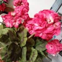 گل شمعدانی|گل مصنوعی|رباط‌کریم, رباط‌کریم|دیوار