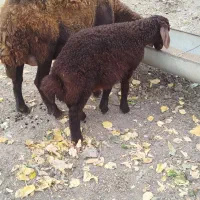 گوسفند بره دار|حیوانات مزرعه|آزادشهر, |دیوار