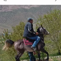 فروش اسب نریون عرب مدرکدار|اسب و تجهیزات اسبسواری|شهرکرد, |دیوار