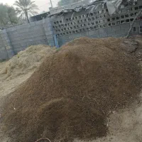 کود حیوانی