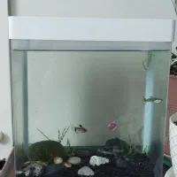 اکواریوم بدون وسایل