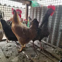 حیوانات مزرعه