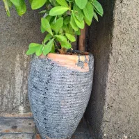 گل طبیعی|گل و گیاه طبیعی|مشهد, دوست آباد|دیوار