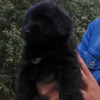 واگذاری دو عدد توله سگ ۲ ماه پا کوتاه|سگ|رشت, خواهر امام|دیوار