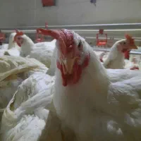 سالن کار مرغداری