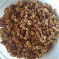 توت خشک قیصی