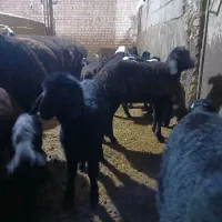 میش بره جوان مالچه