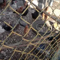 مرغ محلی و پاجوش پیاروم