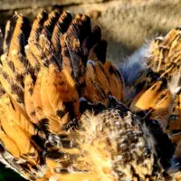 فروش برهمای پورسلن|حیوانات مزرعه|سورک, |دیوار