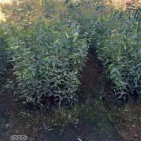 نهال اوکالیپتوس بااصلاح ریشه نایلیکس