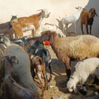 کهره گیسه بز خود بندرعباس با قصابی رایگان|حیوانات مزرعه|بندرعباس, |دیوار