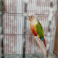جفت گرینچیک با تخم