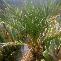 بنسای نخل ۲۵ ساله