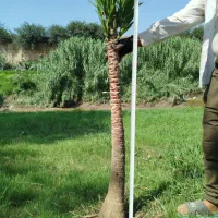 یوکا پایدار|گل و گیاه طبیعی|بابل, |دیوار