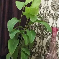 گل طعبیی