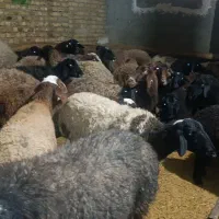 مال چاق|حیوانات مزرعه|قزوین, |دیوار