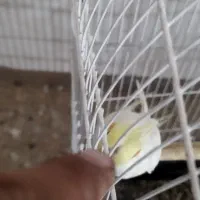 عروس هلندی فوق مولد فروش یا معاوضه باسهره|پرنده|شیراز, کرونی(خاتونک)|دیوار