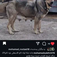 ماده پژدر اصل