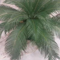 گل سیکاس دو عدد|گل و گیاه طبیعی|مشهد, شهرآرا|دیوار