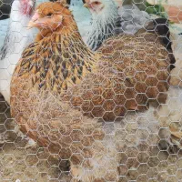 مرغ و خروس زینتی