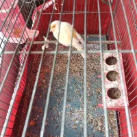 قناری ماده سفید موزاییکی|پرنده|مبارکه, |دیوار