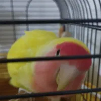 کوتوله برزیلی هلویی به همراه قفس ۱۰۳۳