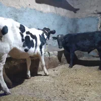 ۹تاگوساله نروماده