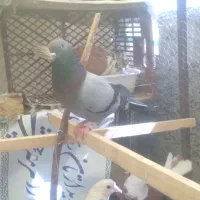 چهار طوق کبوتر نرو ماده و جوجه.همگی عالی