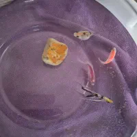 ۴عدد ماهی|ماهی|محمدیه-قزوین, |دیوار