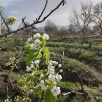 فروش باغ انگور جاده دانشگاه
