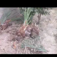 جهرمی|گل و گیاه طبیعی|جهرم, |دیوار